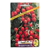 Sveryverts Cherry Domates Tohumu
