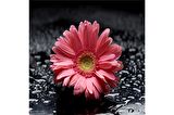 Spa Taşları ve Kırmızı Gerbera Çiçeği Doğal Taş Bardak Altlığı 4'lü set - Natural Stone Coasters
