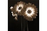 Siyah Zemin Lale Gerbera ve Çiçekler Doğal Taş Bardak Altlığı 4'lü set - Natural Stone Coasters