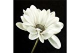 Siyah Zemin Orkide Gerbera ve Çiçekler Doğal Taş Bardak Altlığı 4'lü set - Natural Stone Coasters