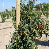 Tüplü Goji Berry Kurt Üzümü Fidanı