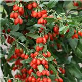Tüplü Goji Berry Kurt Üzümü Fidanı