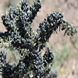 Nadir Siyah Goji Berry Fidanı(15-25 cm)