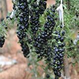 Nadir Siyah Goji Berry Fidanı(15-25 cm)