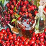 Tüplü Dikensiz Kuşburnu(Çok Az Dikenli) Fidanı