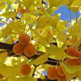 Tüplü Şifalı Mabet Ağacı Ginkgo Biloba Fidanı