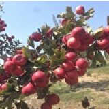 Tüplü Aşılı İri Meyveli Kırmızı Alıç Fidanı(20-40 cm)