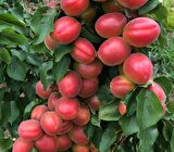 Tüplü Çok İri Meyveli Aldeniz Perfect Red Kayısı Fidanı