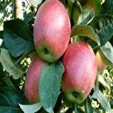 Tüplü Yazlık Summer Red  Elma Fidanı