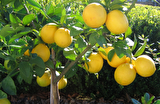 Tüplü Dev Meyveli Extra Jumbo Limon Fidanı