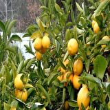 Tüplü Bodur Formda  Yediveren Limon Fidanı Ev İçin İdeal