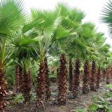 Tüplü Washingtonia Robusto Palmiye Ağacı Fidanı (20-30 cm)