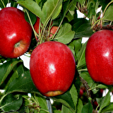 Tüplü Yarı Bodur Buckeye Gala Elma Fidanı