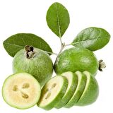 3 Yaş Tüplü (Kaymak Ağacı) Feijoa Fidanı 2 Litrelik Saksı