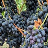 Koleksiyonluk Siyah Kokulu Çekirdeksiz Kişmiş Özbek Üzümü Fidanı