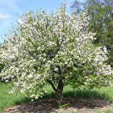 Tüplü Malus Floribunda Prunifolia Süs Elması Fidanı