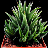 Haworthia Limifolia Sukulent