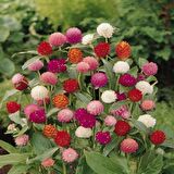 Gomphrena Globosa Mixed Medine Çiçeği Tohumu (50 tohum)