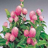 Gomphrena Globosa Pembe Medine Çiçeği Tohumu(50 tohum)