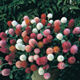 Gomphrena Globosa Pembe Medine Çiçeği Tohumu(50 tohum)