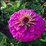 Dahlia Çiçekli Violet Quen Zinya Çiçeği Tohumu(40 tohum)