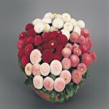 Mix Katmerli Bellis Perennis Ponpon İngiliz Çayır Papatyası Çiçeği Tohumu(100 tohum)