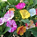 Bicolor Mixed Akşam Sefası Çiçeği Tohumu(20 tohum)
