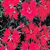 Dianthus Superbus Red Bol Kokulu Karanfil Çiçeği Tohumu(100 adet)