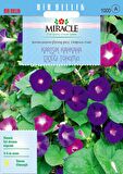 Miracle Karışık Fielgrown Kahkaha Çiçeği Tohumu (10 tohum)