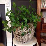 Tradescantia Albiflora Telgraf Çiçeği Fidesi(3 adet)