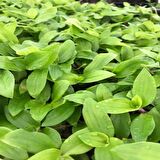 Tradescantia Flumensis Telgraf Çiçeği Fidesi(5 adet)