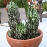 Özel Çeşit Haworthia Reinwardtii Zebra Wart Sukulent (5.5 Luk Saksıda)