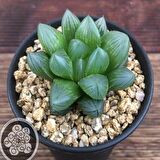 Haworthia Cooperi Sukulent Özel Çeşit (5.5 Luk Saksıda)