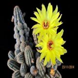 Echinopsis Chamaecereus Yellow Bird Kaktüs Sarı İri Çiçekli (5.5 luk Saksıda)