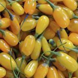 Amber Sweet Altuni Sarı Goji Berry Tohumu (1000 tohum)
