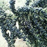 Nadir Siyah Goji Berry Tohumu (1000 adet)