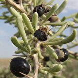 Nadir Siyah Goji Berry Tohumu (1000 adet)