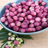 Tüplü Nadir Pink Lemonede Pembe Yaban Mersini Fidanı