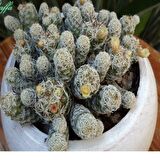 Mammillaria Gracilis Kaktüs