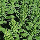 Yeşil Renkli Amaranthus(Horoz İbiği) Çiçeği Tohumu(50 tohum)