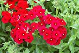 Red Love Floks Çiçeği Tohumu(100 tohum)
