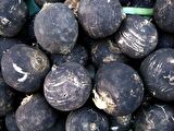 Doğal Black Prince Turp Tohumu(30 tohum)