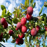 Tüplü Yarı Bodur Red Beauty Erik(Japon Eriği) Fidanı