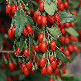 Goji Berry Kurt Üzümü Tohumu (20 tohum)