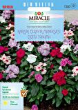 Miracle Karışık Renkli Cezayir Menekşesi Tohumu (50 Tohum)