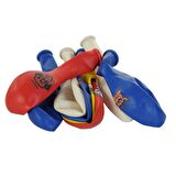 LNP0855 4+1 Paw Patrol Refresh Baskılı Balon 12 inç 8li -Balonevi