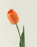 English Home Tulip Garden Tek Dal Yapay Çiçek Turuncu
