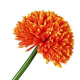 Vitale Turuncu Kadife Çiçeği 62 cm AK.BG0120-G