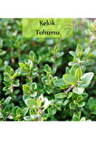 Kekik Tohumu 1 Paket Ekmeye Uygun Verimi Yüksek Kapalı Paket Tohum