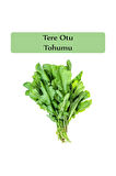 Tere Tohumu 1 Paket (10gr=5000+ Adet) Tere Otu Tohumu Geniş Yapraklı Tere